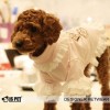 Кофта для собак Is Pet "Пирожные"