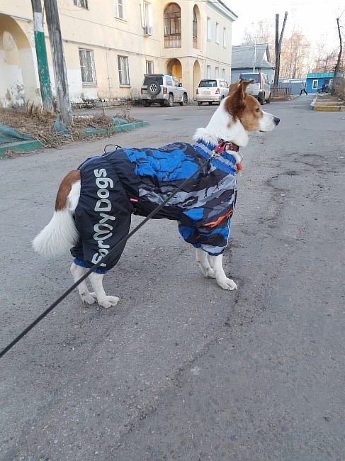Фото клиента нашего интернет магазина - собака в одежде