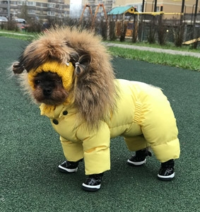 Собака в одежде на улице